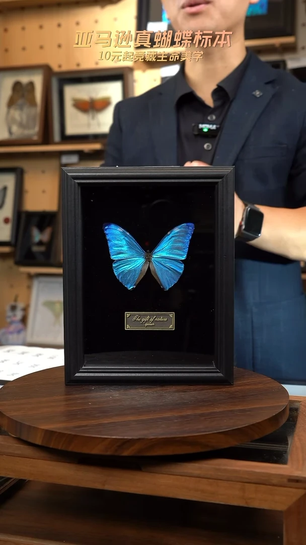 安东尼斯闪蝶标本d40