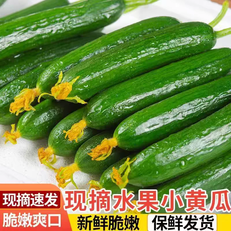 新鲜现摘水果小黄瓜山东旱黄瓜生吃孕妇蔬菜脆嫩青瓜