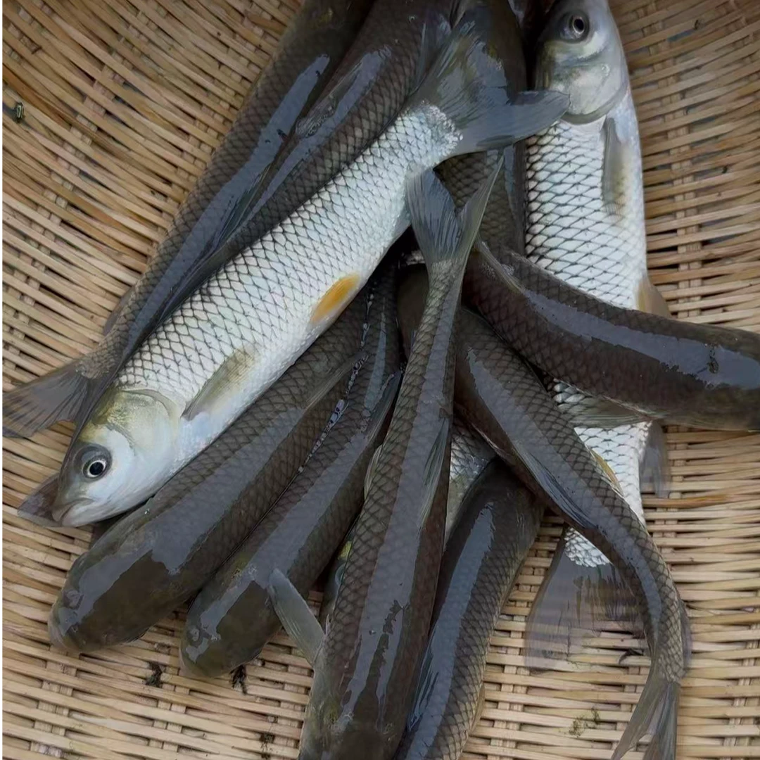 草鱼 草皖 脆皖鱼 淡水养殖 活体观赏宠物饲料鱼