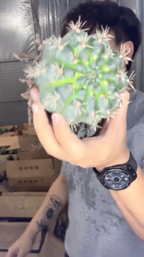 6-8cm 菲花玉 不指定带花苞