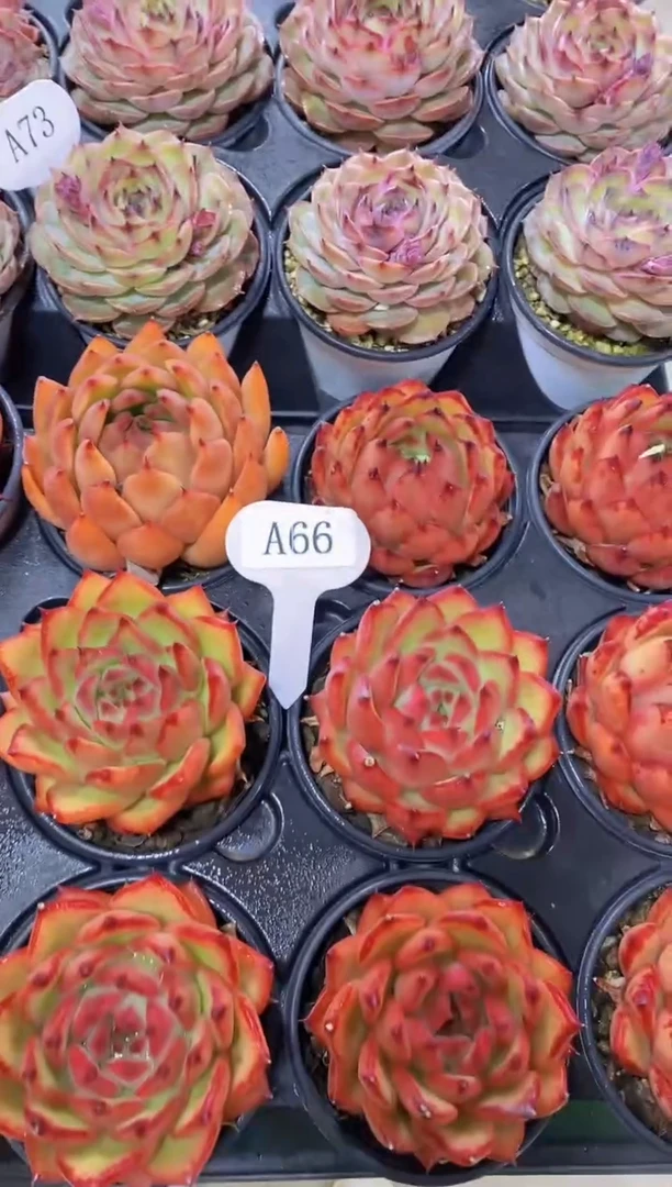 【闪购商品】A66-东云单头（量拍）