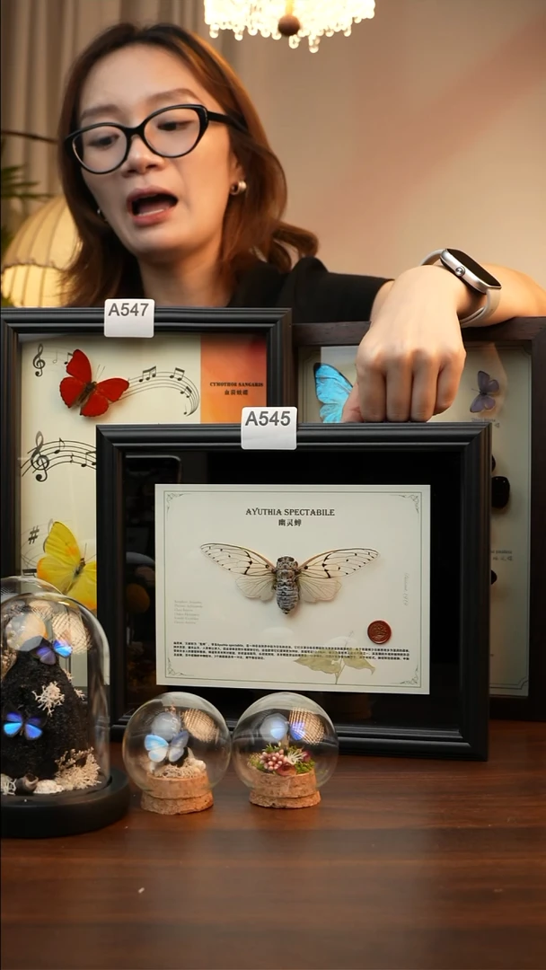 幽灵蝉真标本A545