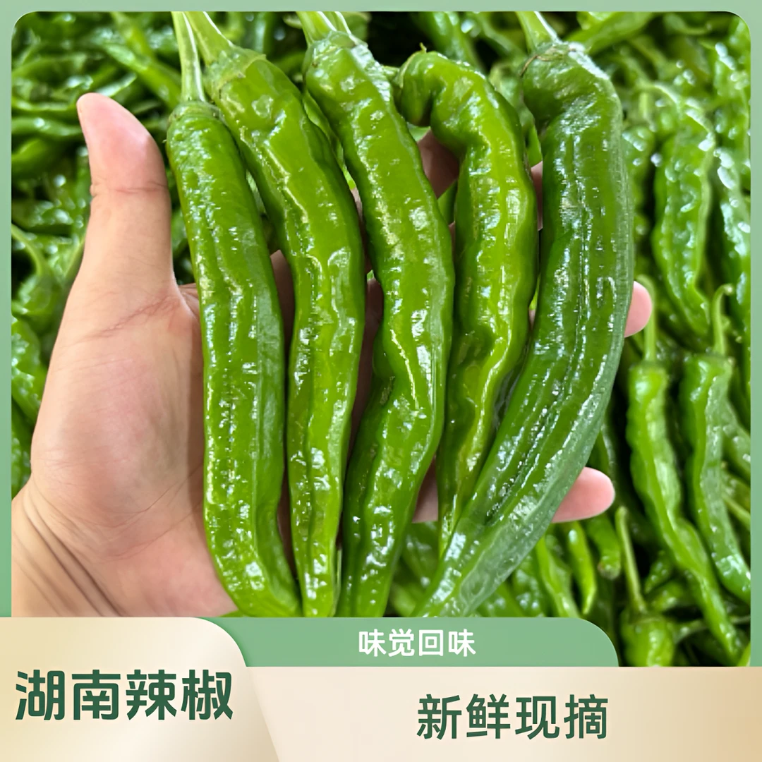 【产地直发 顺丰包邮】湖南软香辣 香辣十足 中特辣 现摘现发3/5斤