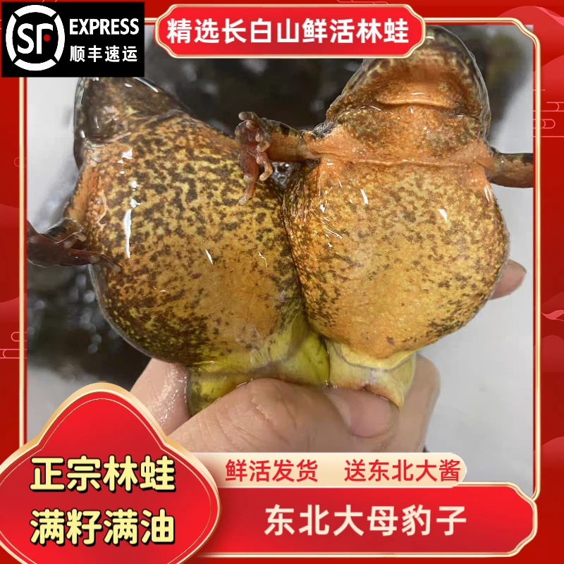 东北（全母）林蛙蛤蟆不送公只【顺丰包邮】两