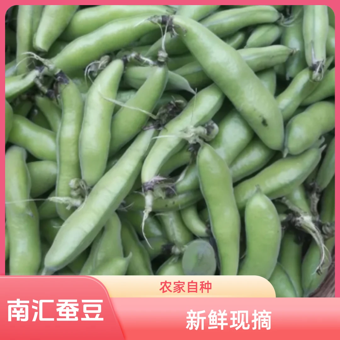 南汇农家本地新鲜现摘带壳蚕豆