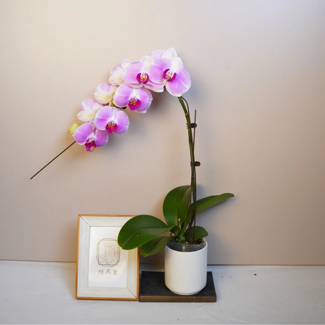 悠花里蝴蝶兰【蝴蝶兰仙桃-双梗 带花带花苞开花珠发货