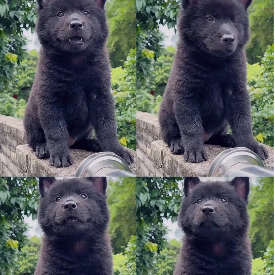 中华田园犬五黑犬五红犬黄狗白面