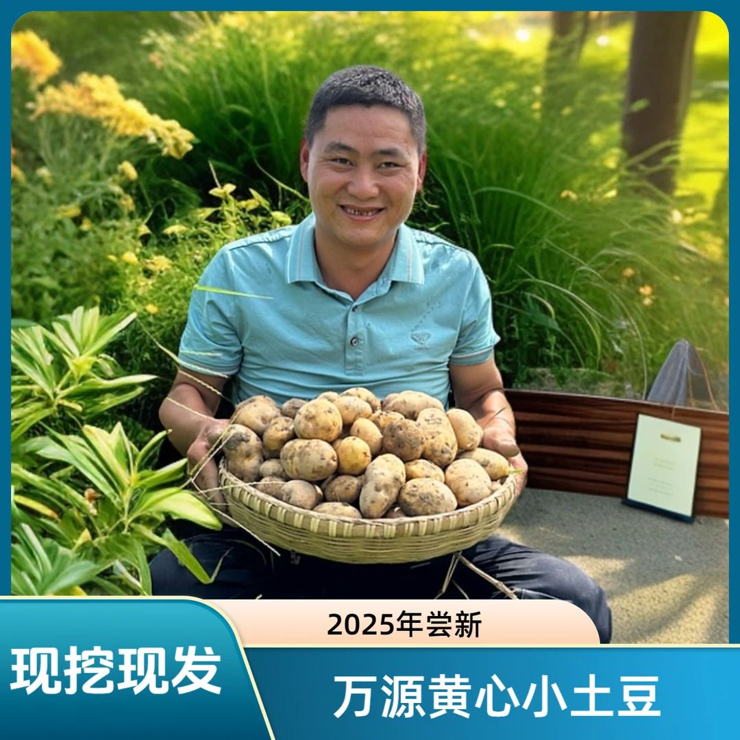 【山哥农场】万源黄心小土豆现挖现发马铃薯洋芋