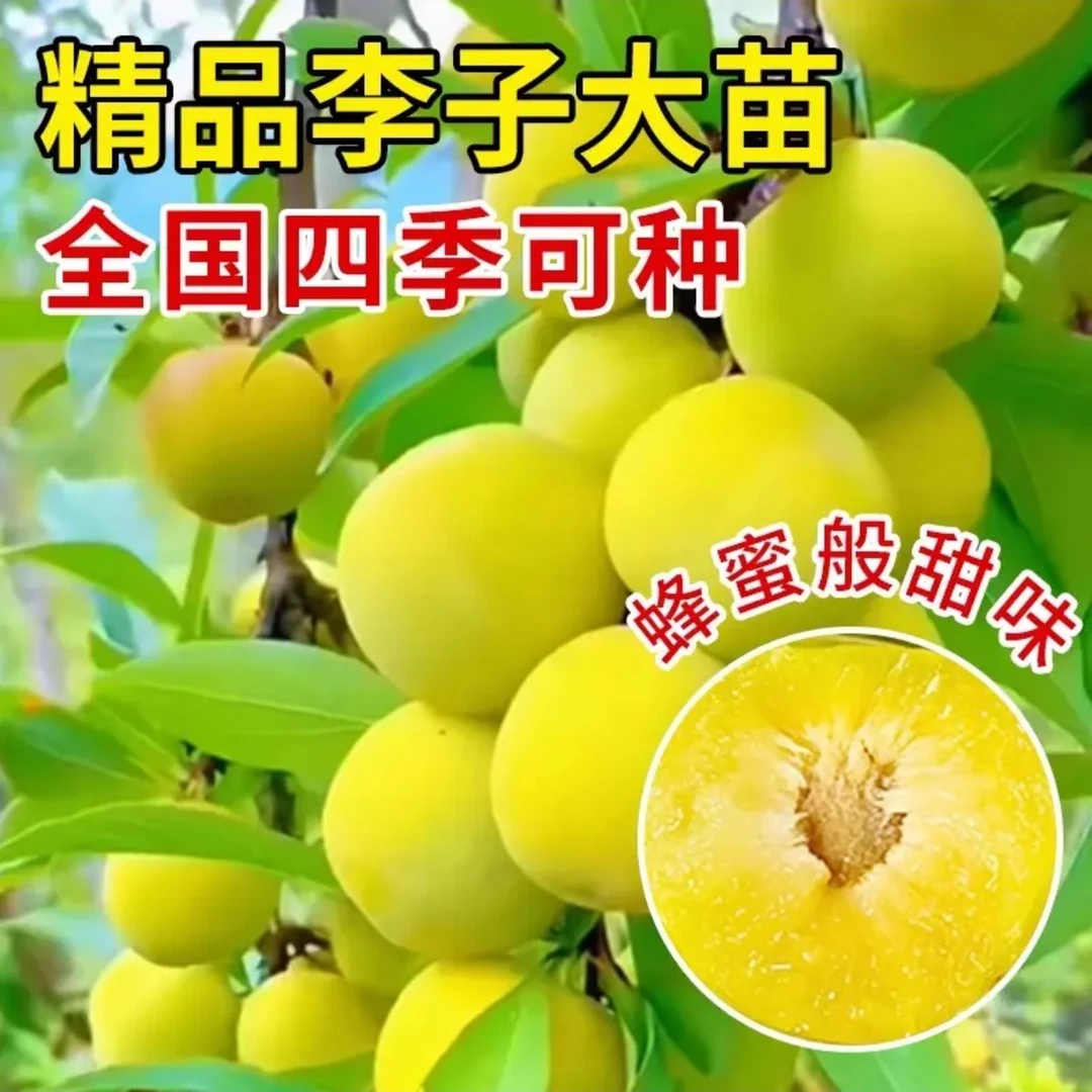 正宗蜂糖李子苗落叶果苗嫁接果树苗可盆栽地栽蜂糖李