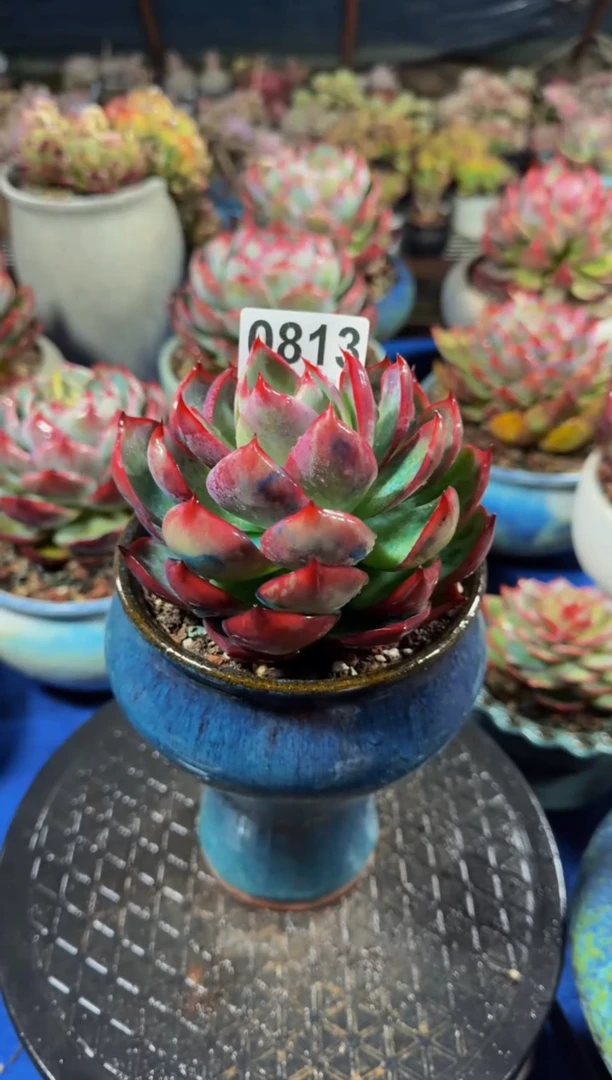 【闪购商品】0813惊鸿仙子（裸根发货）