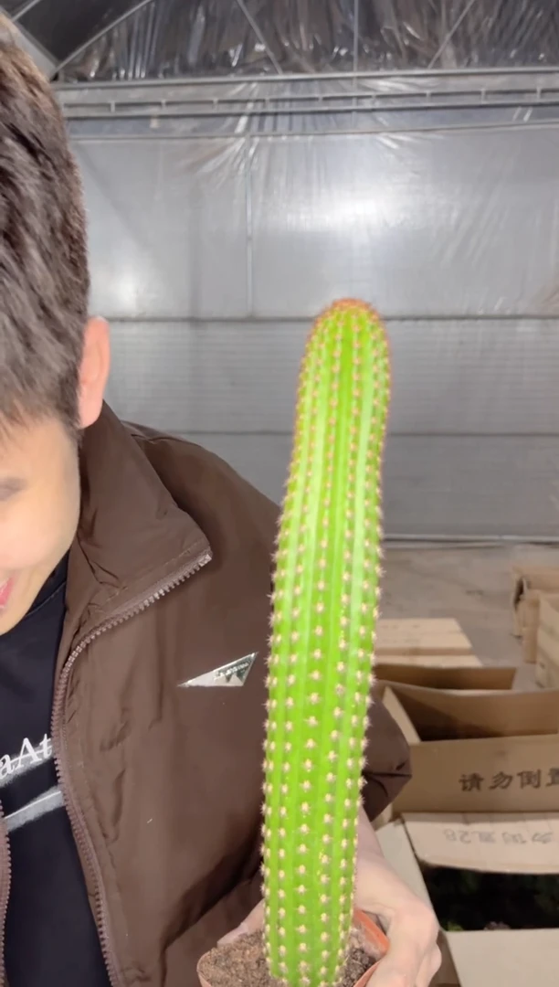 【闪购商品】卡布奇诺 高20cm+