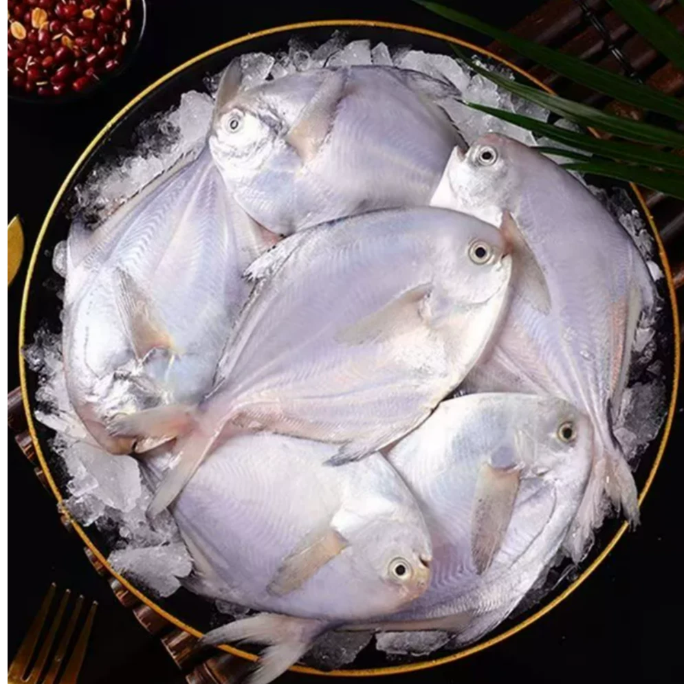 东海野生新鲜速冻小鲳鱼银鲳鱼 6条/斤