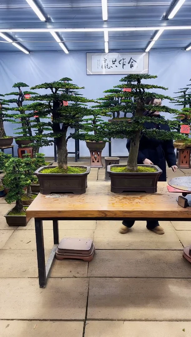 【闪购商品】高端盆景一物一拍，所见即所得