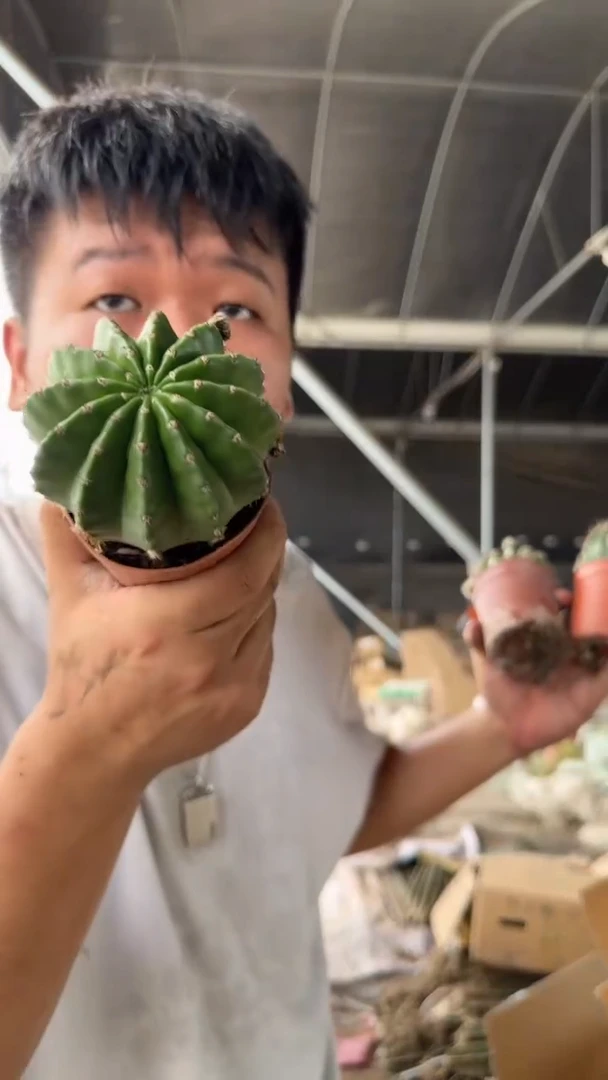 3颗 实生根 席克氏彩草 7-10cm