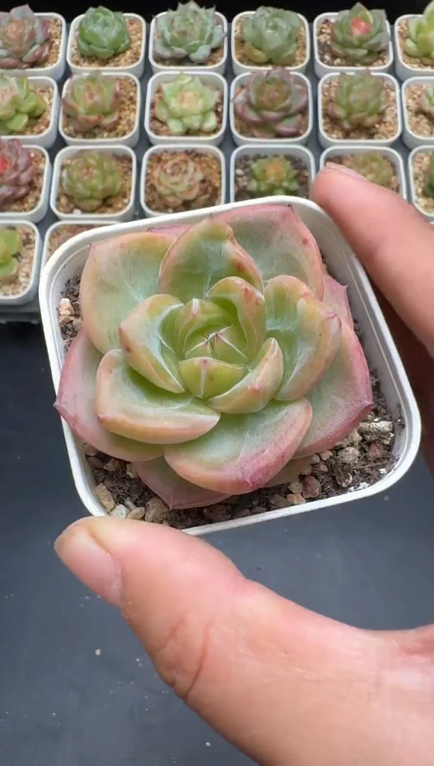 179G云禹多肉植物 脱土纸巾打包 3颗包邮