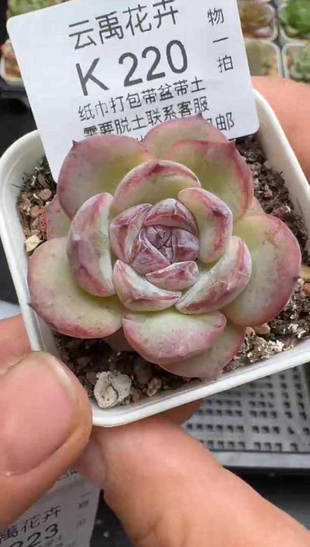 220K云禹多肉植物 带盆土纸巾打包 当天拍3颗包邮