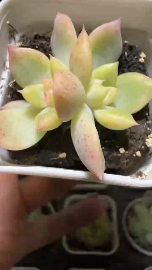 1690  T10多肉植物