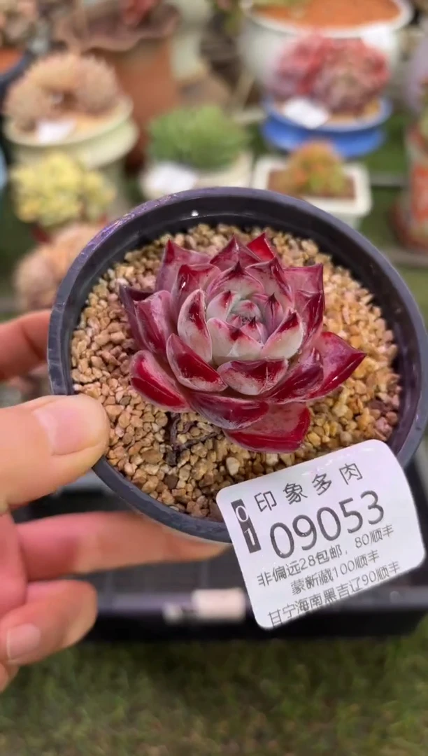 【闪购商品】09053