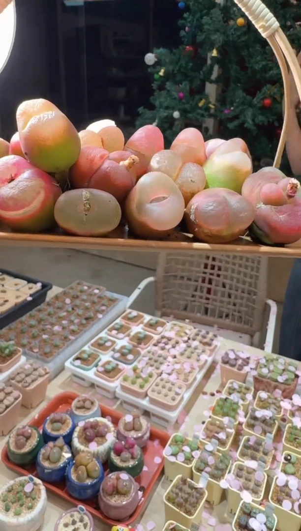 152多肉植物肉锥荔枝毛一颗