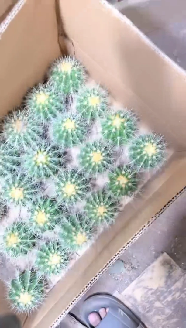 实生根 小金虎 8-11cm