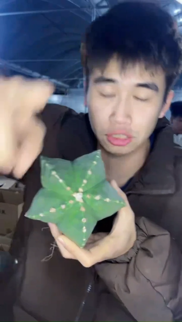 【闪购商品】大号 鸾凤玉 8-10cm