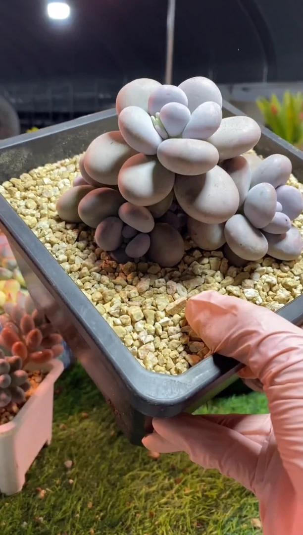 【闪购商品】0529a