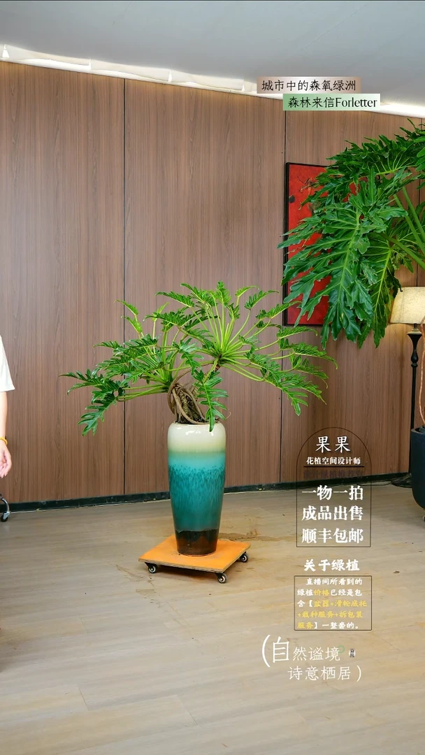 不开花植物9*?落地款小桩龙鳞春雨一整套