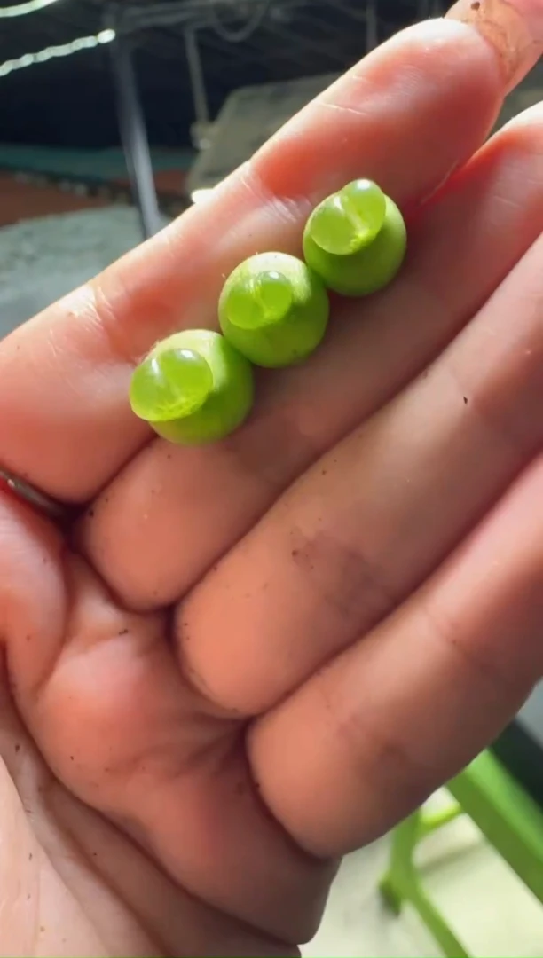 20-30多肉植物肉锥一颗