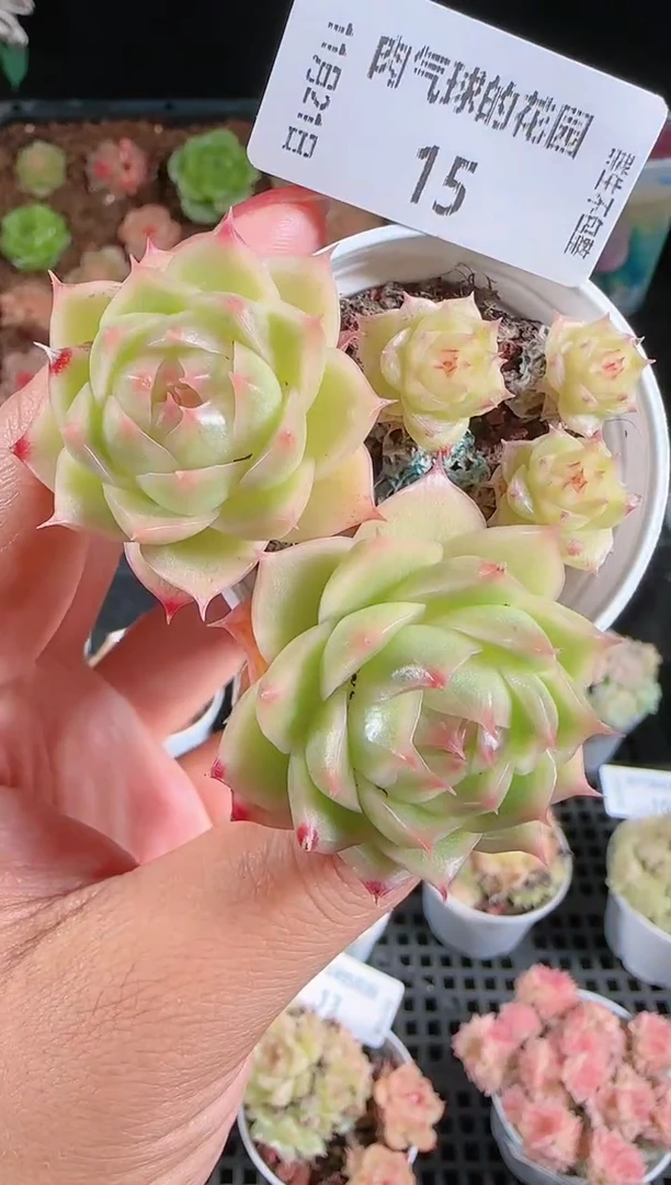 1121-15群生不包整