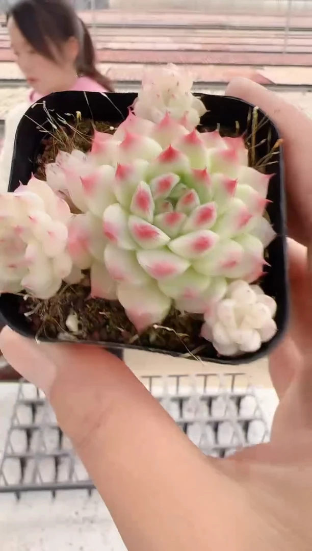 【闪购商品】新-80