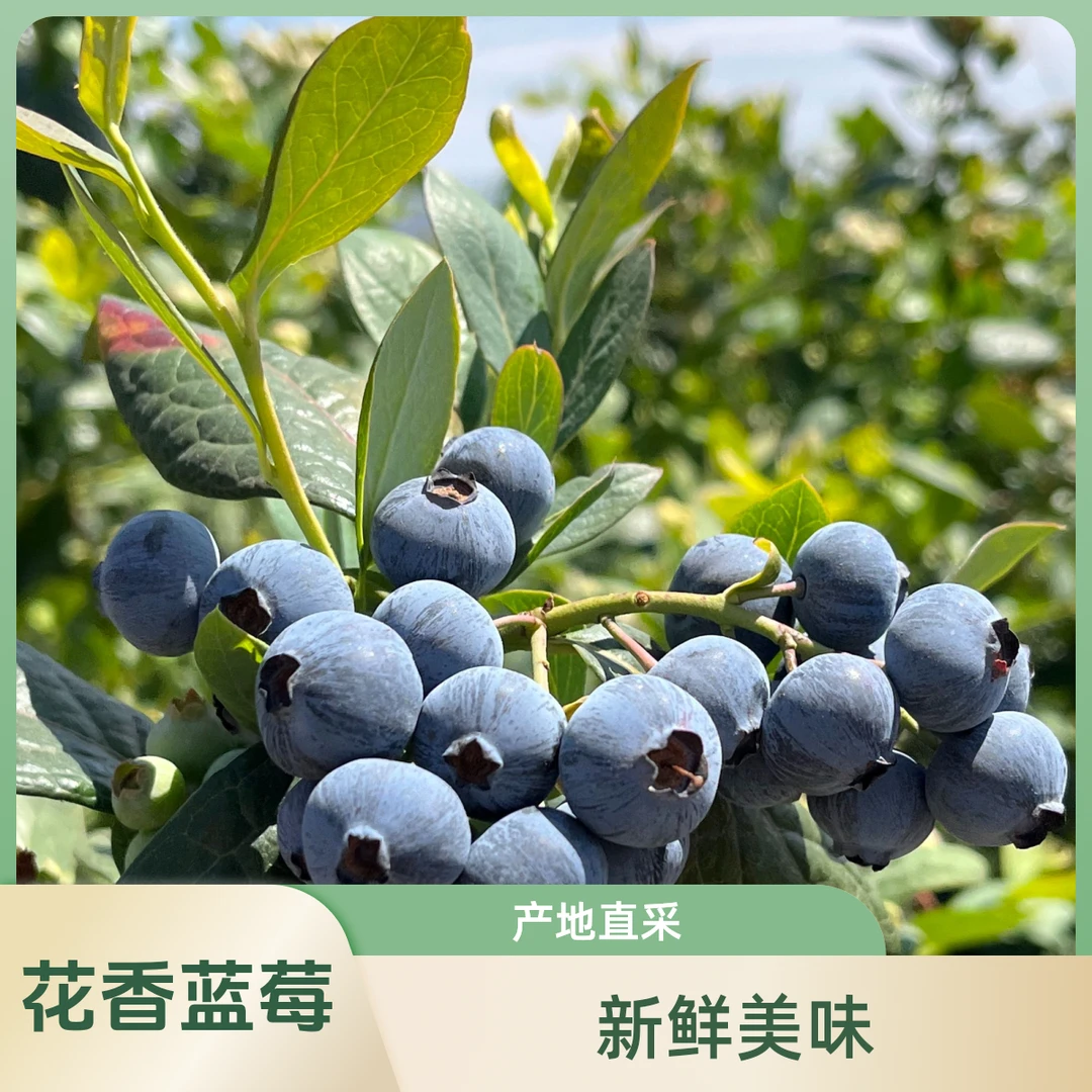 孟钖助农/花香蓝莓20mm/700g/2箱(甄选店)新鲜辽宁省