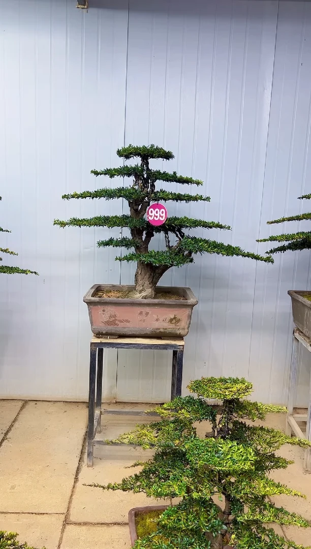 无花朵画****y一物一拍，所见即所得