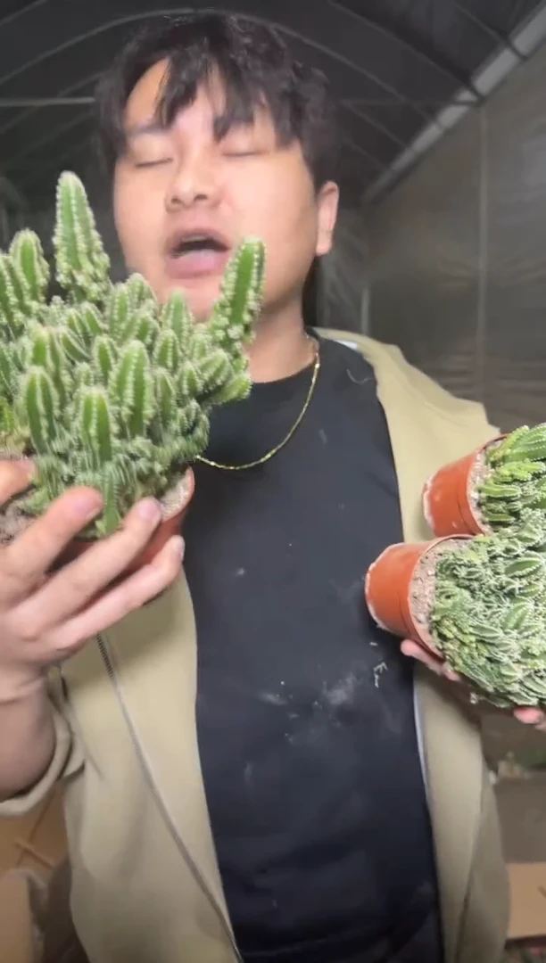 5颗 万重山 群生【带根】