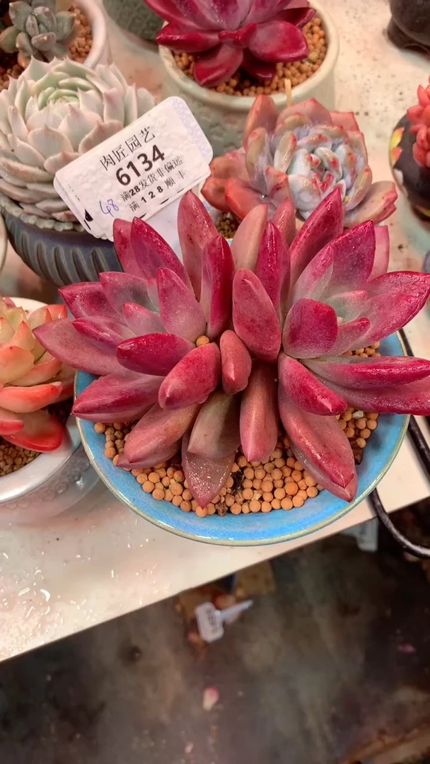 6134 赫菲虞
