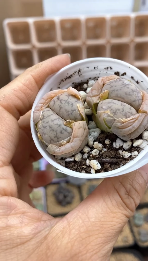 【闪购商品】7529直播间一物一拍链接