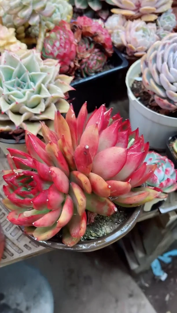 【闪购商品】25005