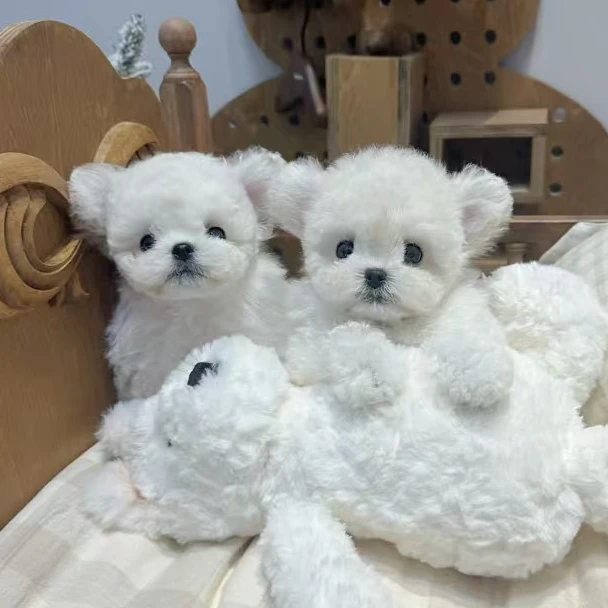 【卷卷家比熊】高端韩系小体比熊犬泰迪熊犬链接