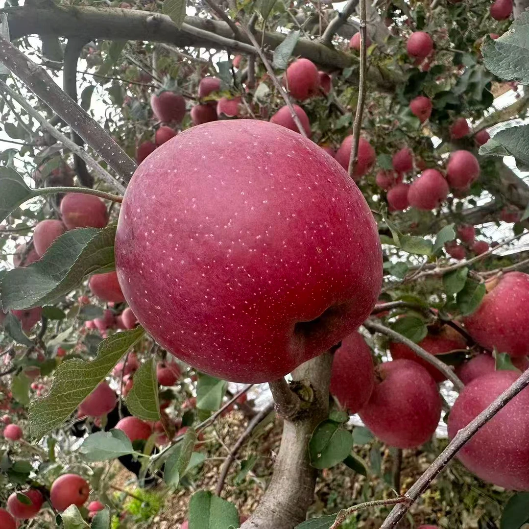 贵州威宁糖心苹果