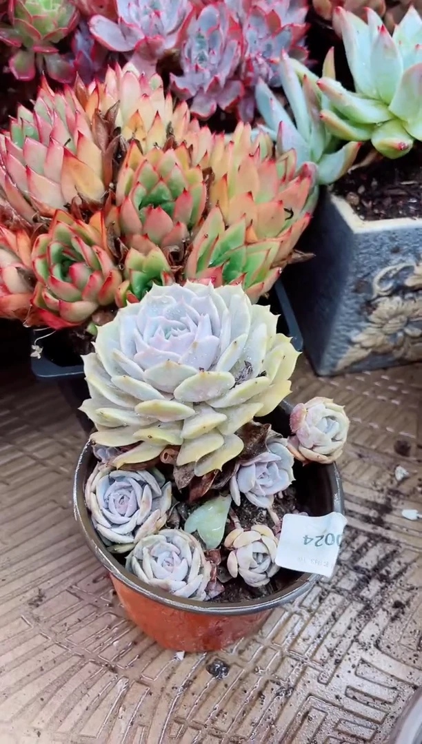 10024多肉植物一物一拍