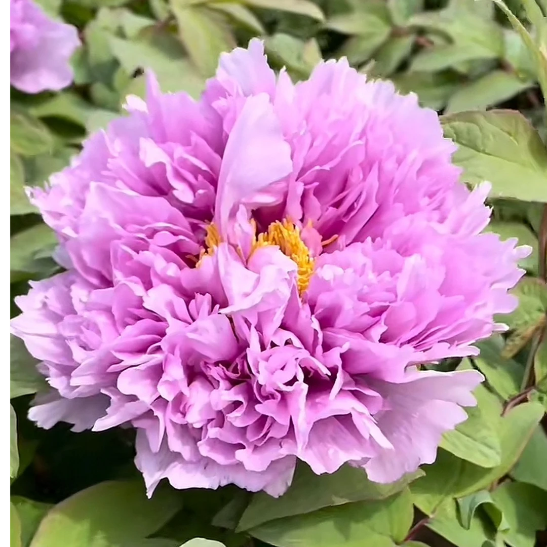 ｛廉田藤}先发肥料 秋天发苗