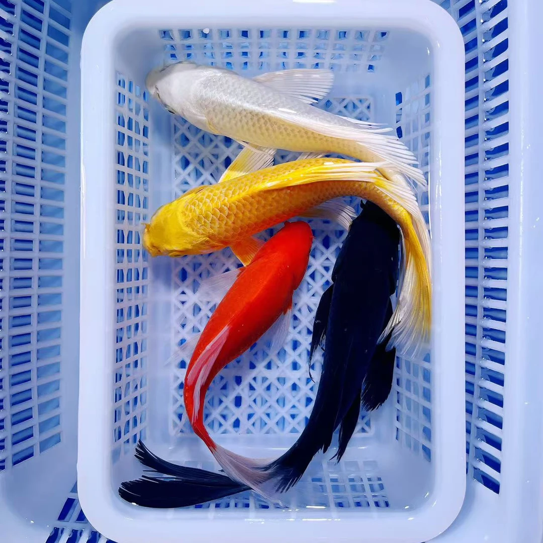 【四季发财】10-17冷水观赏鱼皮实好养包邮