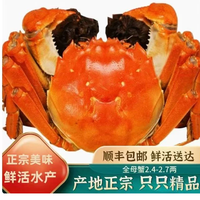 全母蟹10只3斤2.7两-3.5两