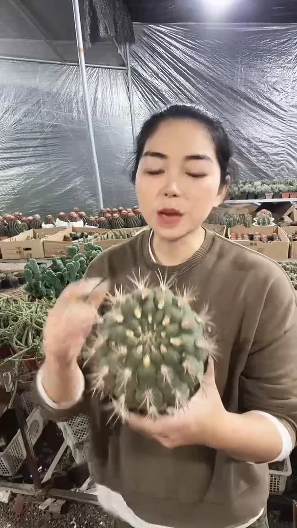 小一号天子玉仙人球