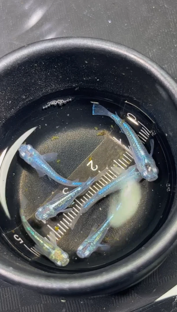 青鳉鱼观背青鳉一物一拍36