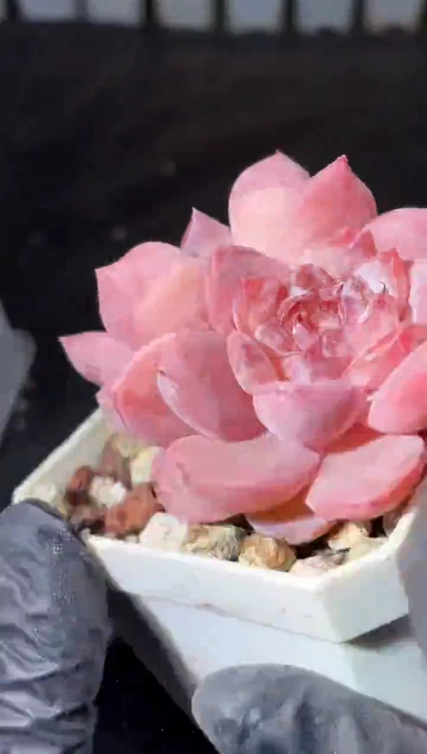 15-7人鱼姬4-5厘米量拍发一颗