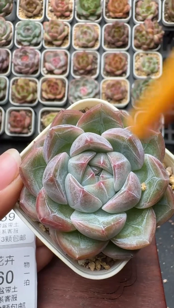 757带盆土发 当场拍3颗以上包柚 多肉植物 一物一拍