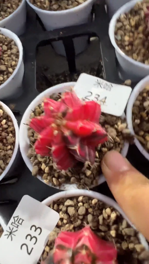 234好看的米哈冲冲冲 泰国实生