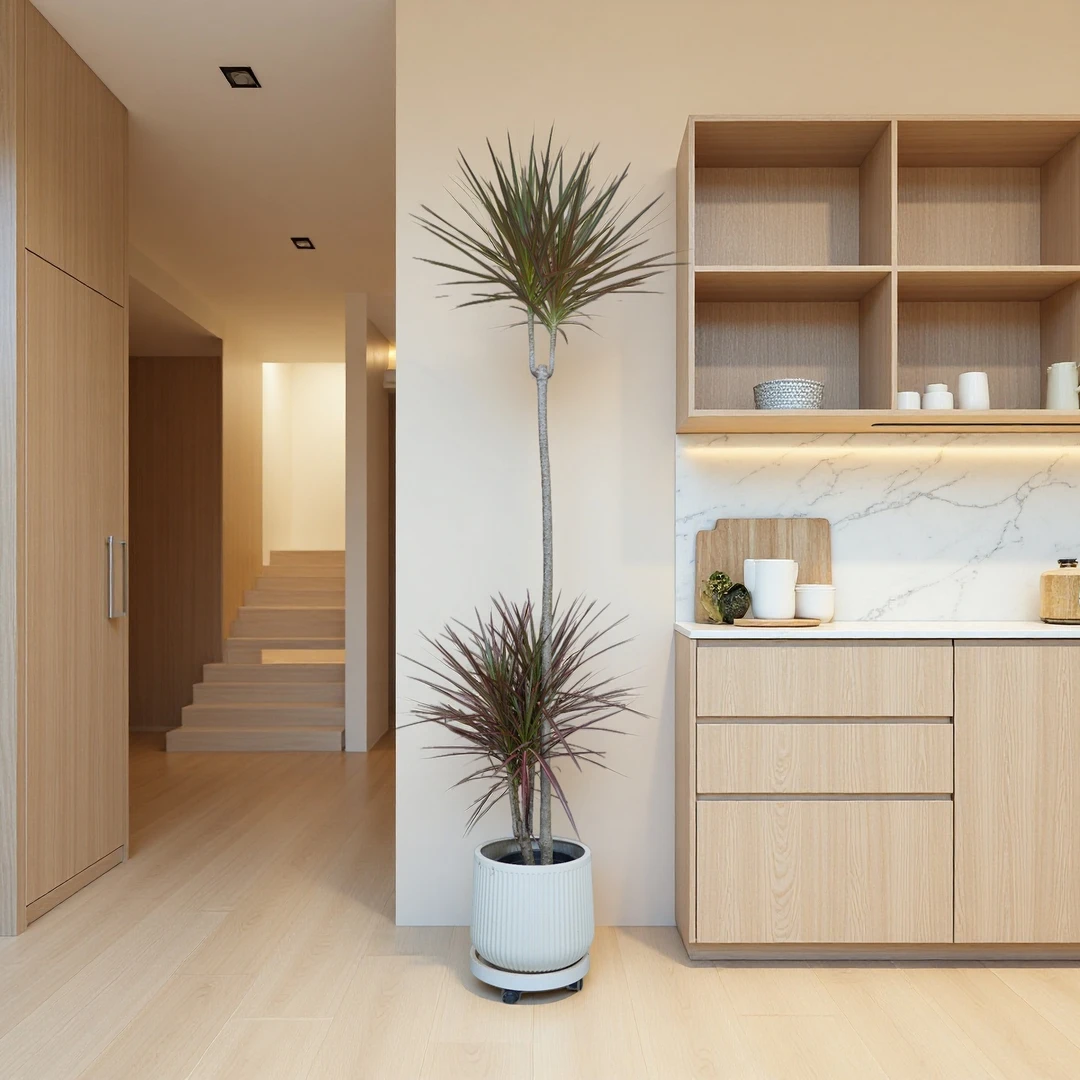 千年木马尾铁办公室客厅阳台落地植物室内七彩铁