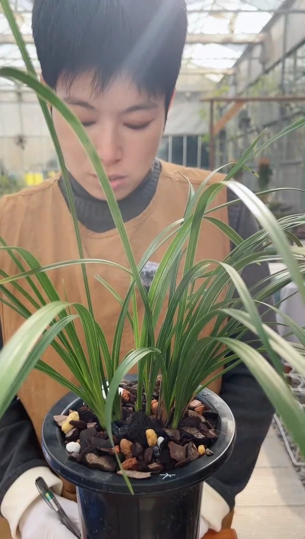 当前无花朵，栽培后可花朵一****A大一品，，，一缕阳光AA