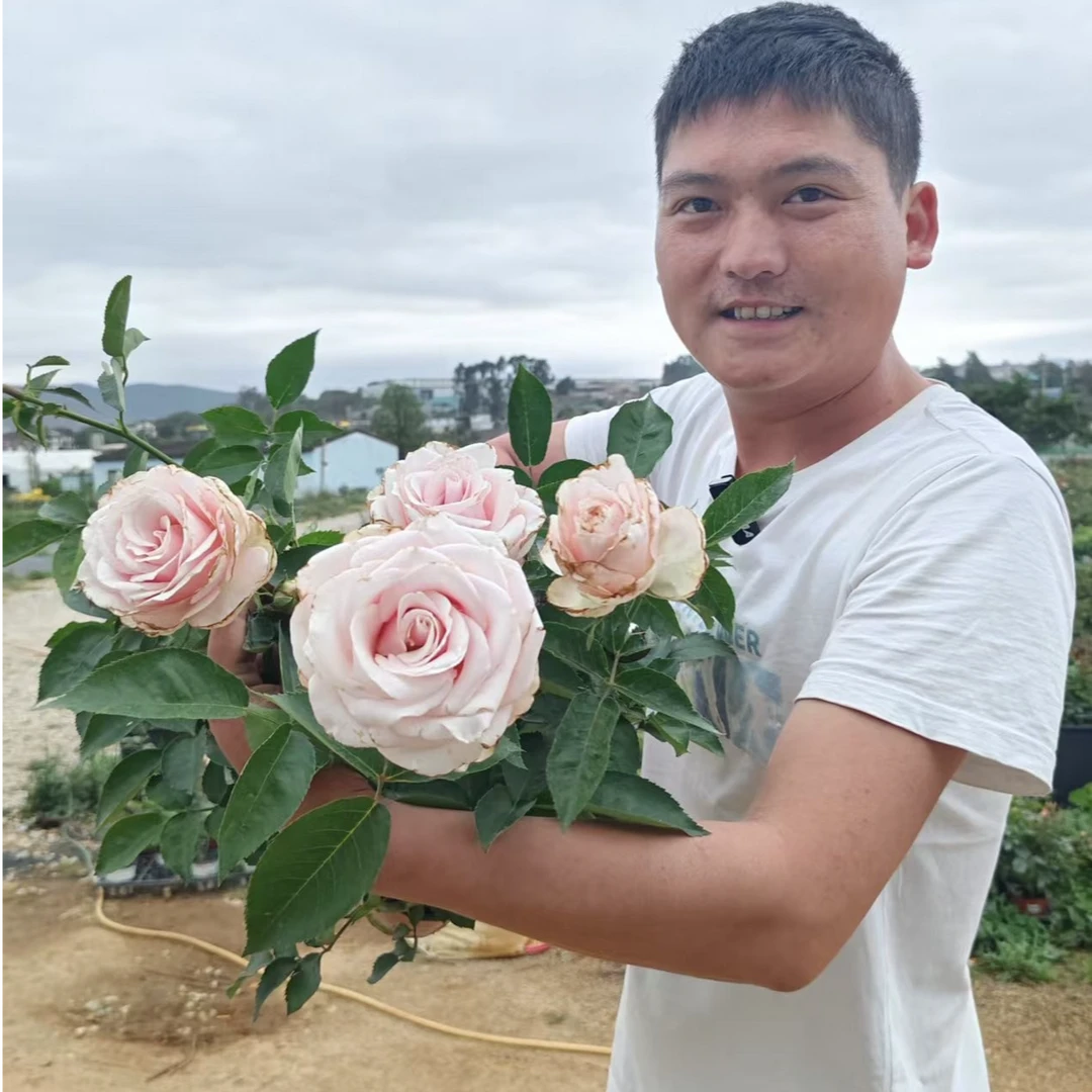 白芙蓉玫瑰花月季超新品长势快复花快抗病性强耐晒耐雨淋新手必备